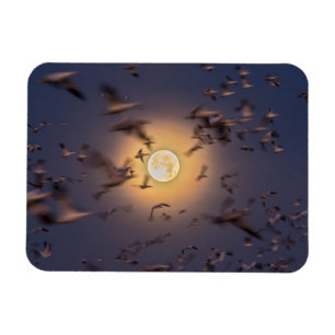 Bosque del Apache National Wildlife Refuge Magnet