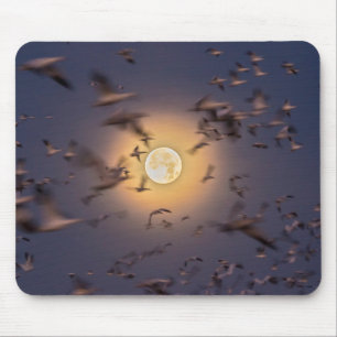 Bosque del Apache National Wildlife Refuge Mouse Pad
