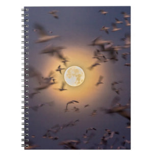 Bosque del Apache National Wildlife Refuge Notebook
