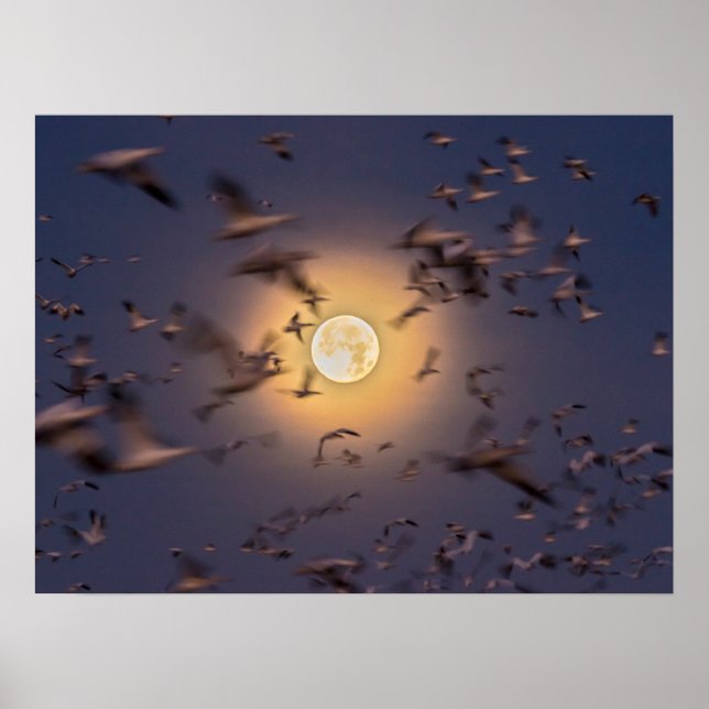 Bosque del Apache National Wildlife Refuge Poster (Front)