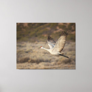 Bosque del Apache NWR Canvas Print