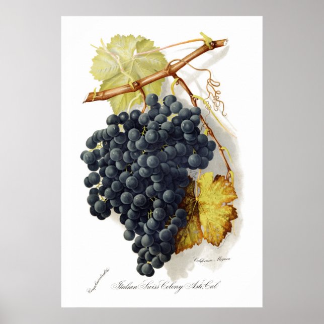 Bosqui Mignon CA Wine Grapes Poster (Front)