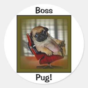 Boss Pug! Classic Round Sticker