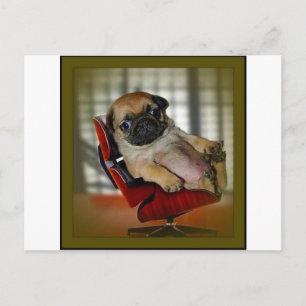 Boss Pug! Postcard