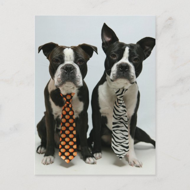 Boston brothers Postcards (Front)