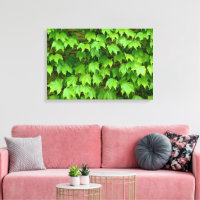 Boston Ivy