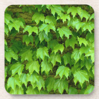 Boston Ivy