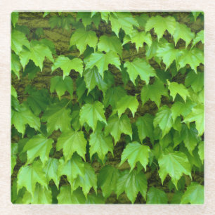 Boston Ivy Glass Coaster