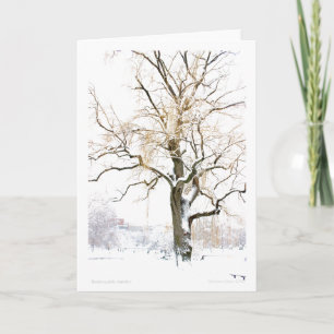 Boston Public Garden: add your greeting Card