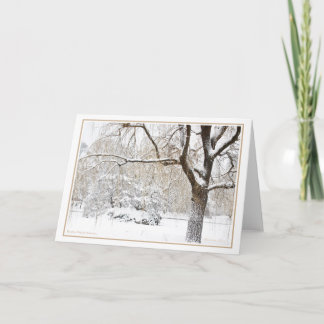 Boston Public Garden Holiday Card