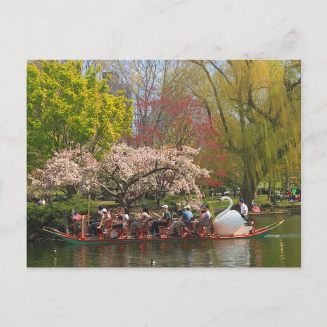 Boston Public Garden Swan Boat in Spring Postcard (Front)