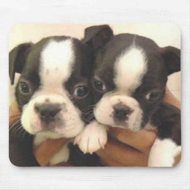 Boston Pups Mousepad (Front)