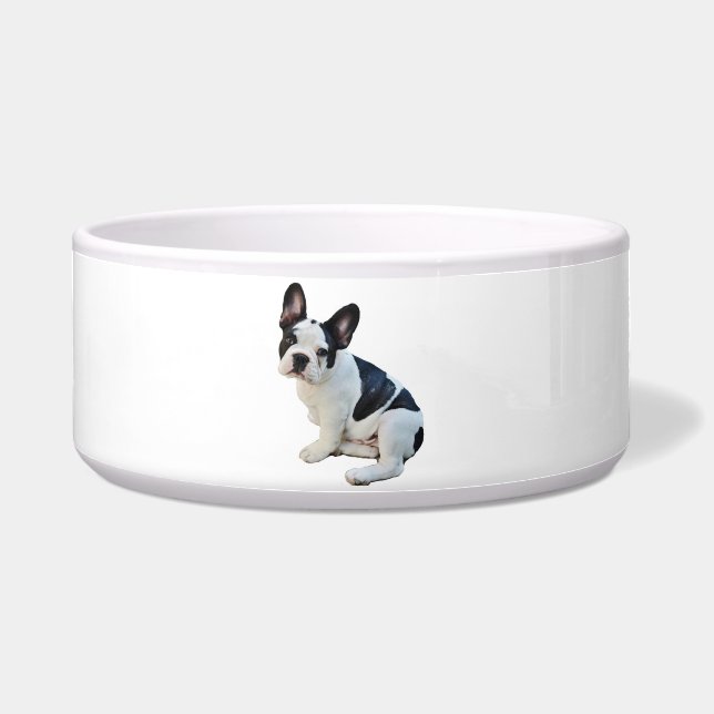 Boston Terrier (Front)