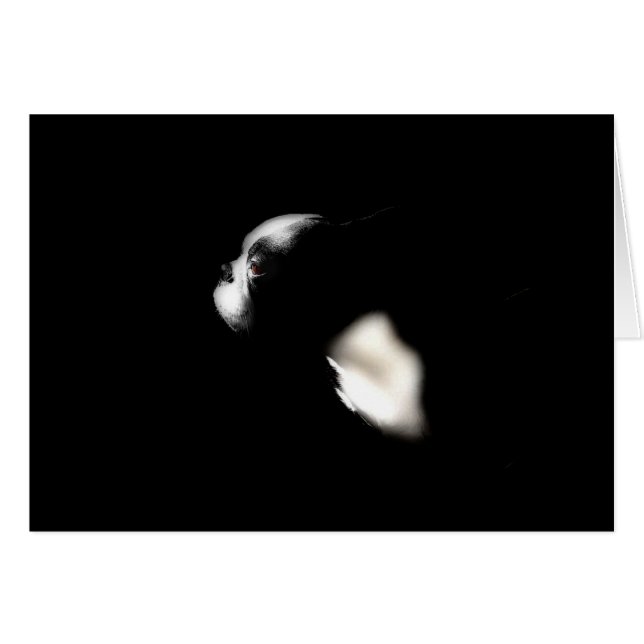 Boston Terrier (Front Horizontal)
