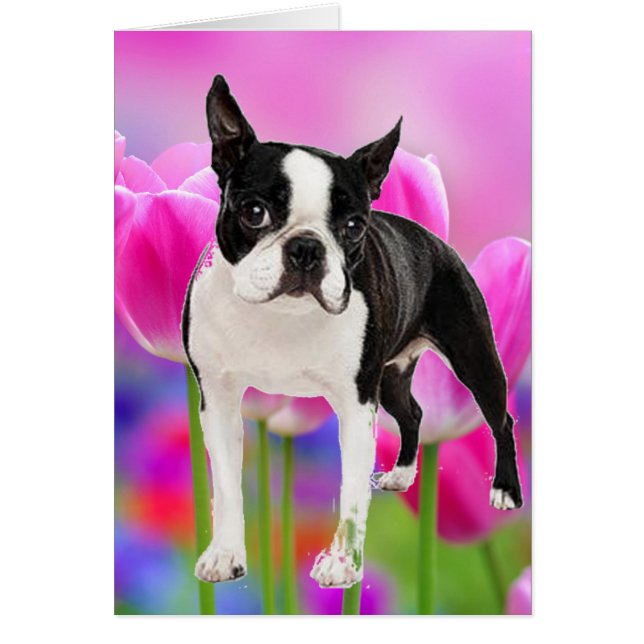 Boston Terrier (Front)