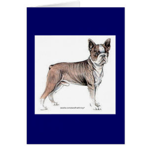 Boston Terrier