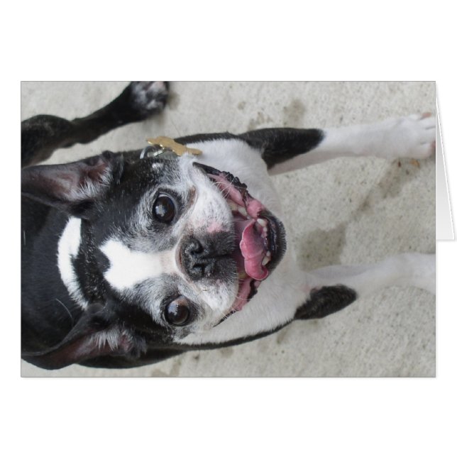 Boston Terrier (Front Horizontal)