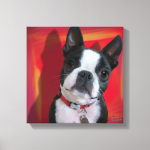Boston Terrier 12x12 stretched canvas