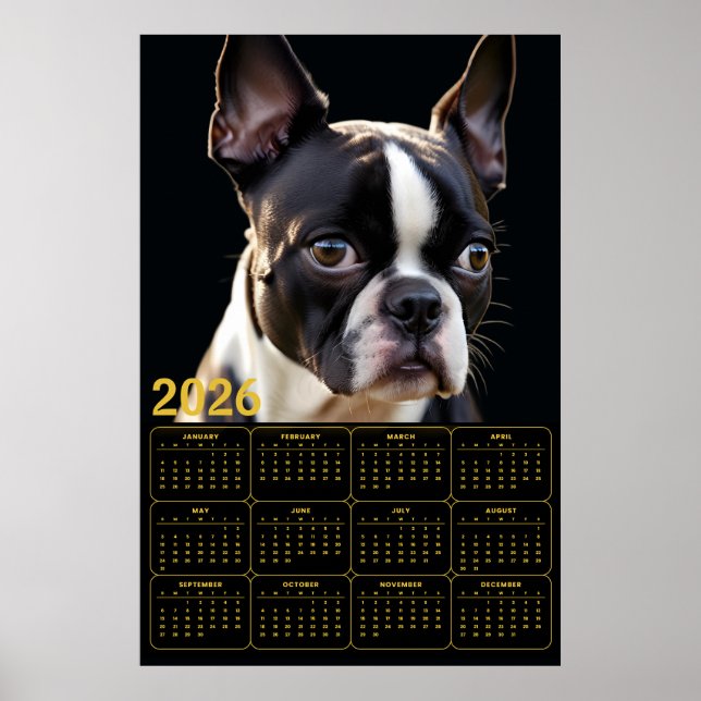 Boston Terrier 2026 Calendar  Poster (Front)