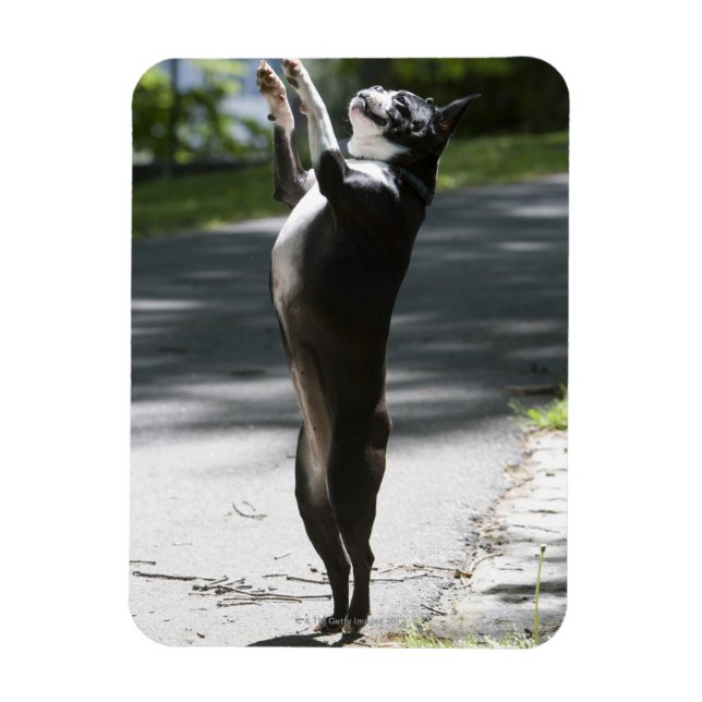 Boston Terrier 2 Magnet (Vertical)