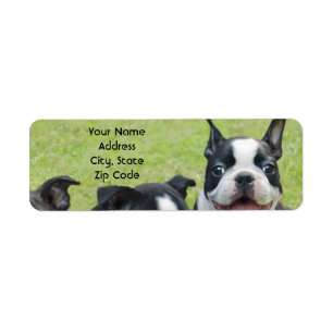 Boston Terrier address labels
