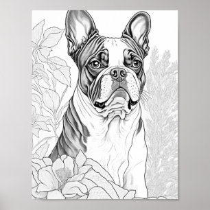 Boston Terrier Adult Colouring Poster