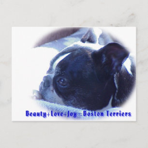Boston Terrier: Beauty, Love, Joy Postcard