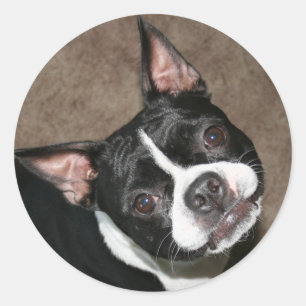 Boston Terrier: Bright Face Classic Round Sticker