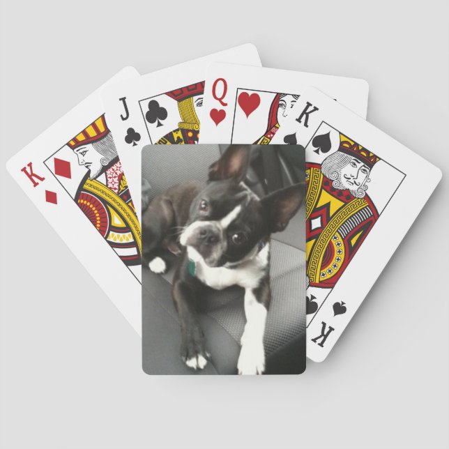 Boston Terrier Buddy Cards (Back)
