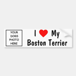 Boston Terrier Bumper Sticker