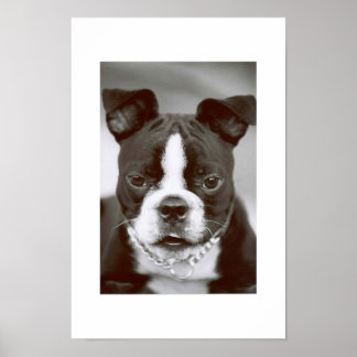 Boston Terrier/ "Buster-Capone" Poster