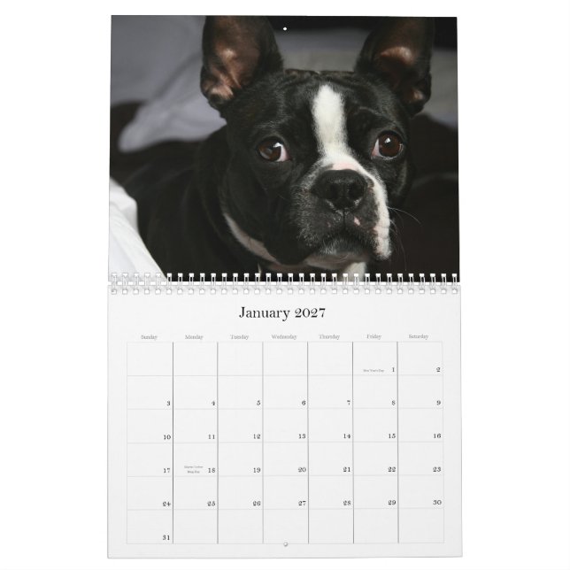 Boston Terrier Calendar 2009 (Jan 2027)