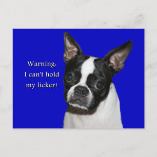 Boston Terrier: Can't hold her licker Postcard