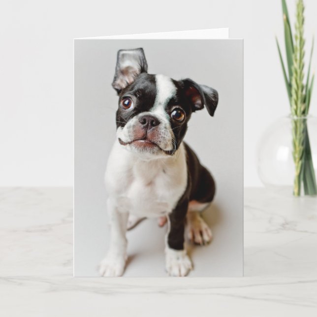 Boston Terrier Card (Front)