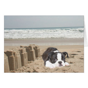 Boston Terrier Card Sandcastles