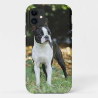 Boston terrier