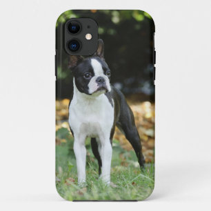 Boston terrier Case-Mate iPhone case