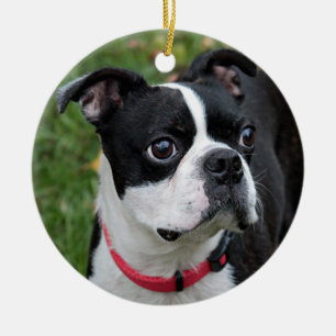 Boston terrier ceramic tree decoration