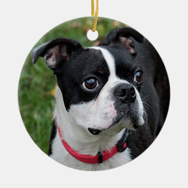 Boston terrier ceramic tree decoration (Front)