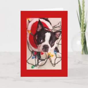 Boston Terrier Christmas Lights Santa Greeting Car Holiday Card
