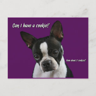 Boston Terrier:  Cookie please? Postcard