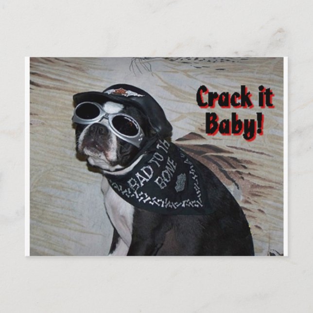 Boston Terrier:  Crack it, Baby! Postcard (Front)