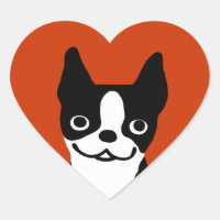 Boston Terrier - Cute Dog