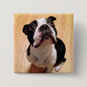 Boston Terrier Dog 15 Cm Square Badge