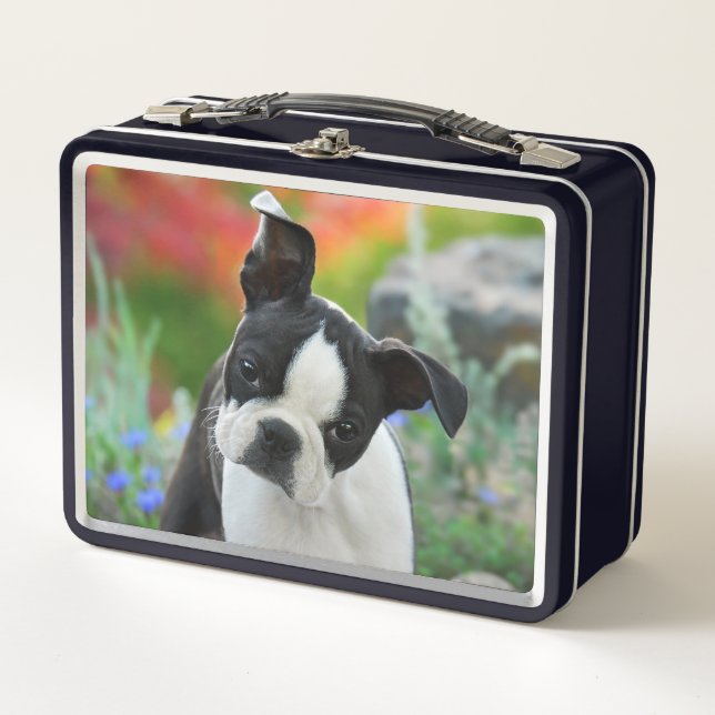 Boston Terrier Dog Cute Puppy Animal Head Photo .. Metal Lunch Box (Front)