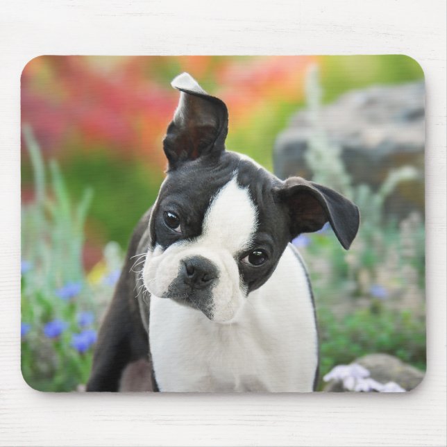 Boston Terrier Dog Cute Puppy Animal Head Photo Mouse Pad (Front)