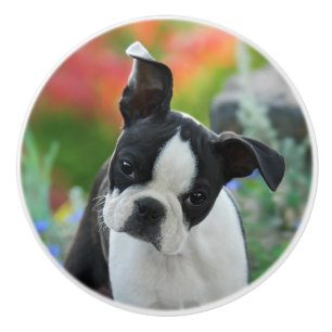 Boston Terrier Dog Cute Puppy Portrait, Decorative Ceramic Knob