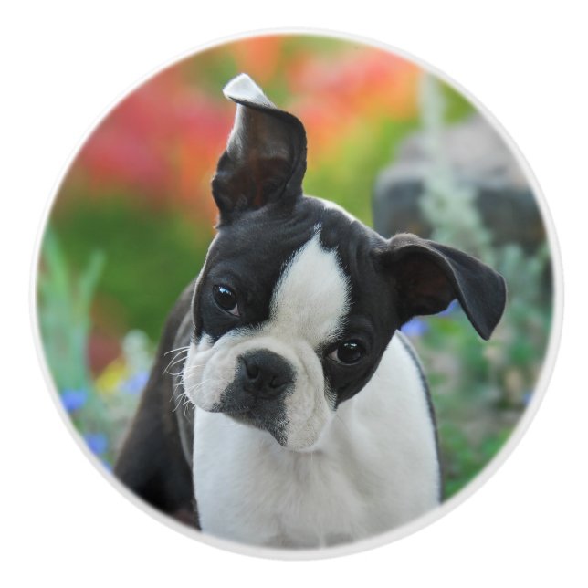 Boston Terrier Dog Cute Puppy Portrait, Decorative Ceramic Knob (Front)