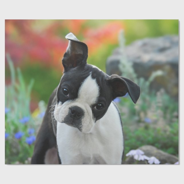Boston Terrier Dog Cute Puppy Portrait, Gift Wrapping Paper (Flat)