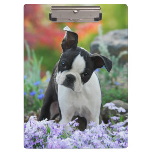 Boston Terrier Dog Cute Puppy Portrait Photo - on Clipboard